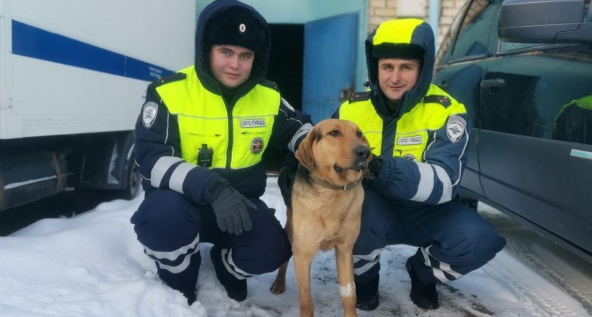 В Мордовии полицейские спасли замерзающую на дороге собаку