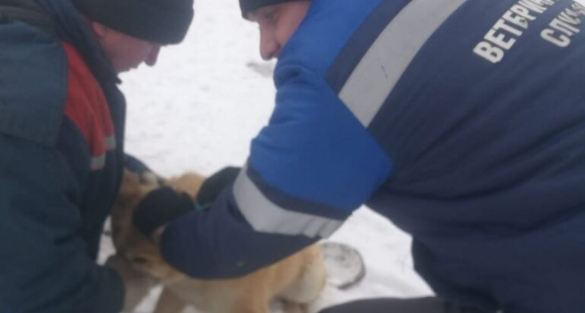 В Мордовии стартовала вакцинация собак и кошек против бешенства