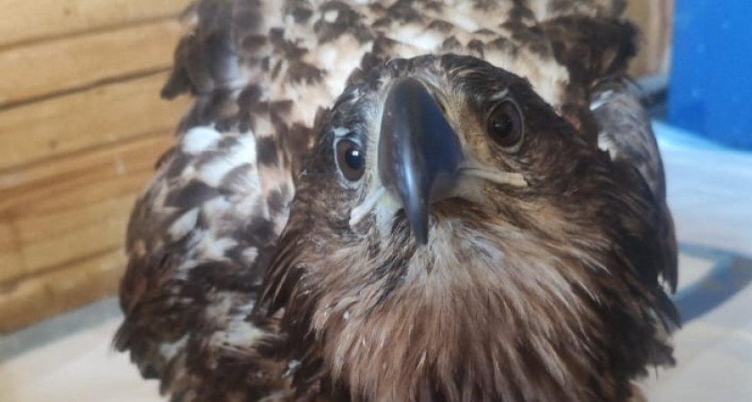 В Мордовии спасли и прооперировали орлана-белохвоста 