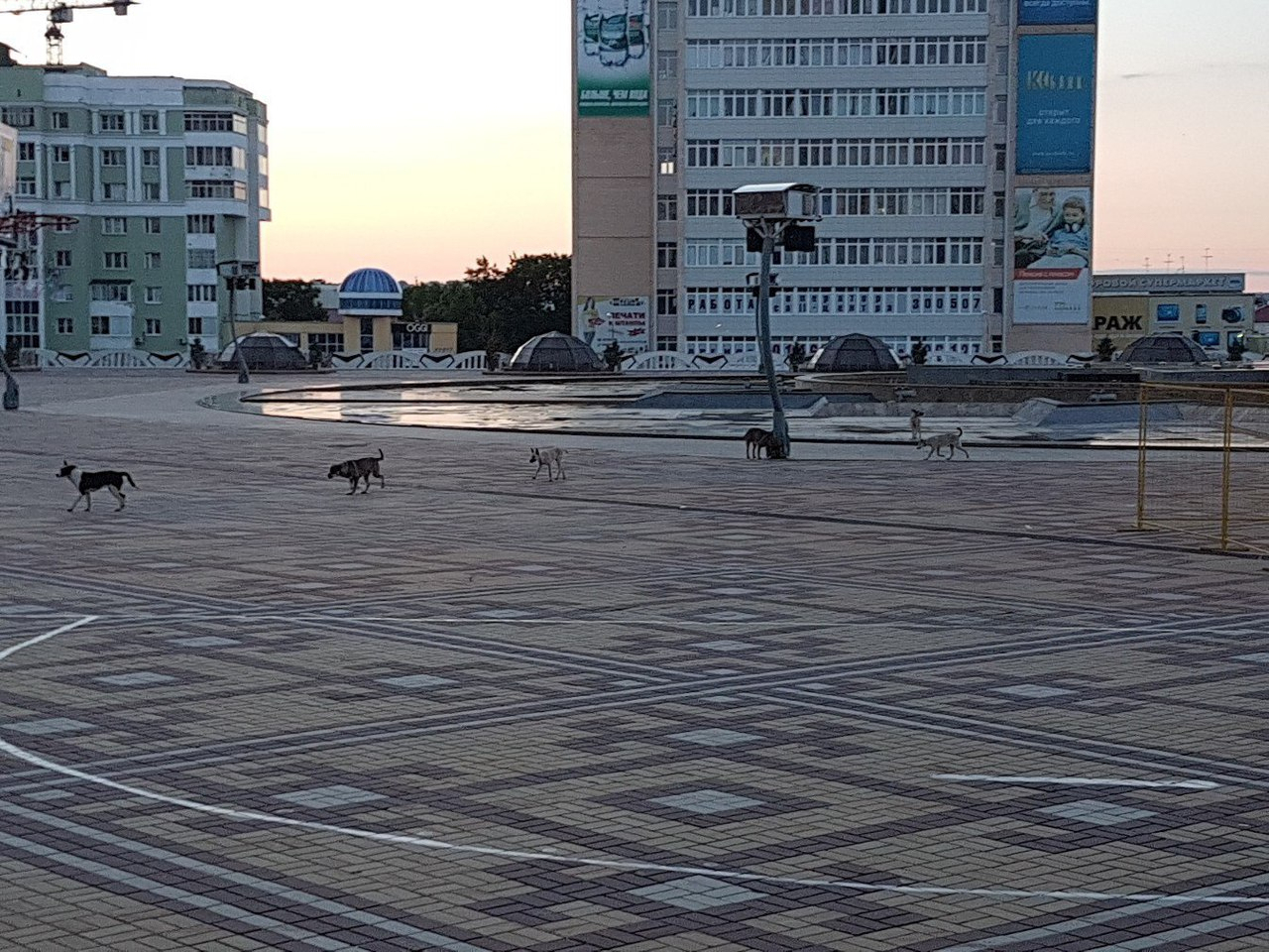 В центре Саранска собаки устроили водопой