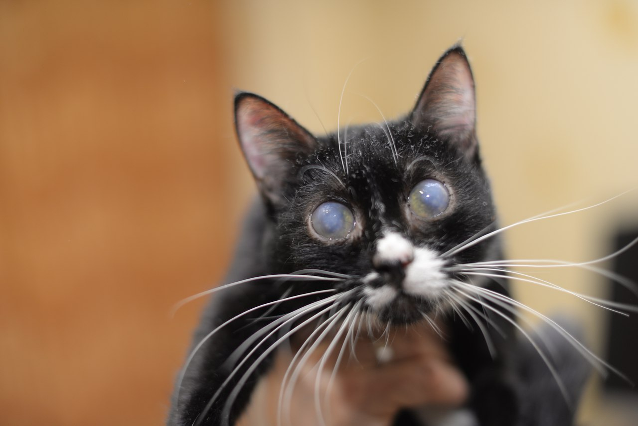 В Саранске слепая кошка Лана ищет заботливых хозяев