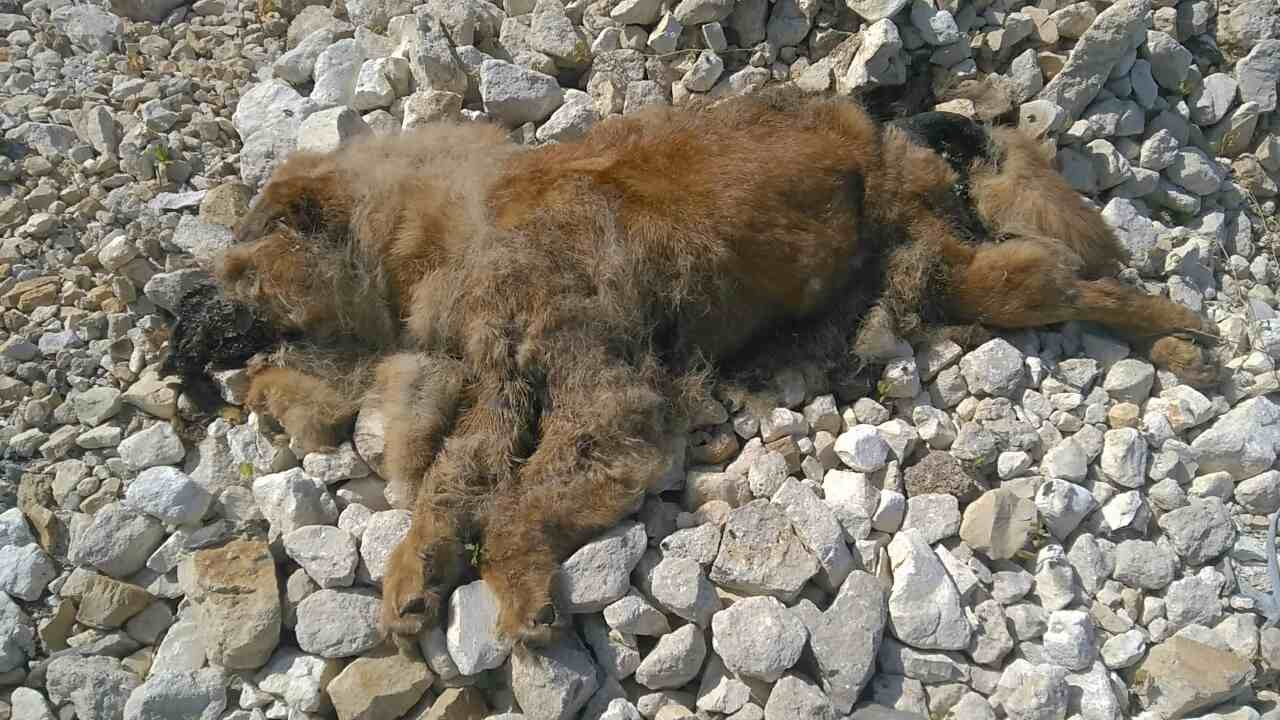 В Саранске убили собаку: труп животного второй день лежит на улице