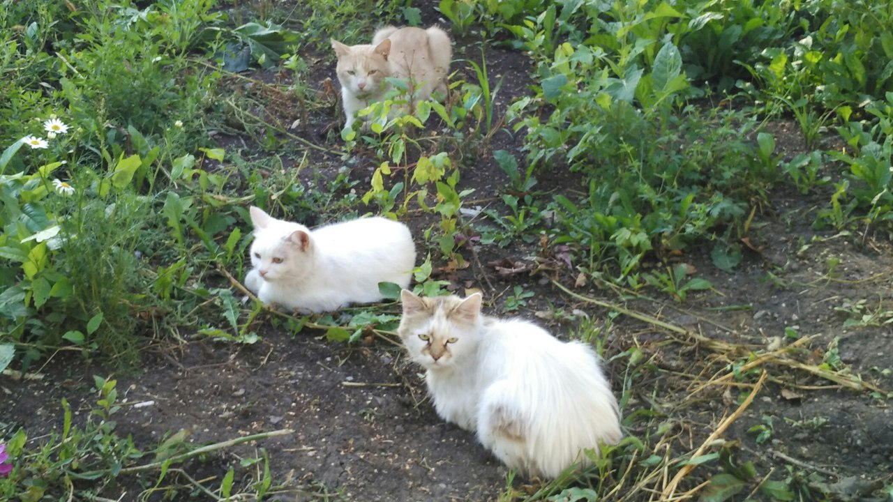 В Саранске вновь замуровали кошек в подвале жилого дома