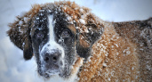В Мордовии оштрафовали 12 владельцев собак за самовыгул животных