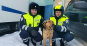 В Мордовии полицейские спасли замерзающую на дороге собаку
