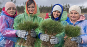 Более 460 тысяч деревьев высажено за 2023 год при участии волонтеров Волго-Вятского банка Сбербанка