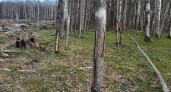 В Мордовии осудят бывшего лесничего за сокрытие незаконной вырубки леса на 5 млн рублей