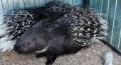 В Саранске зоопарк приглашает жителей на показательное кормление дикобразов