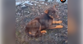 Жители Саранска пожаловались на отравление 10 собак на улице Студенческой
