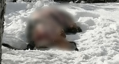 Жители Саранска обнаружили во дворе дома мертвую растерзанную собаку