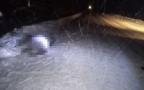 Водитель микроавтобуса сбил насмерть лося в Мордовии