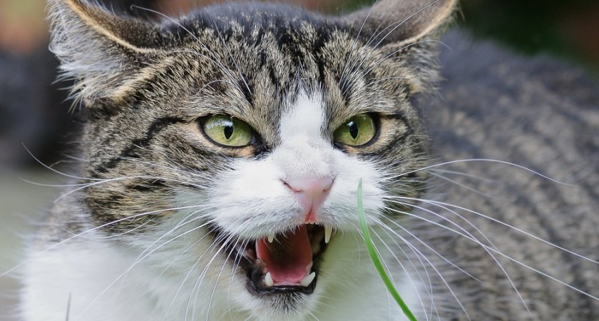 В Мордовии бешенство выявили у двух домашних кошек
