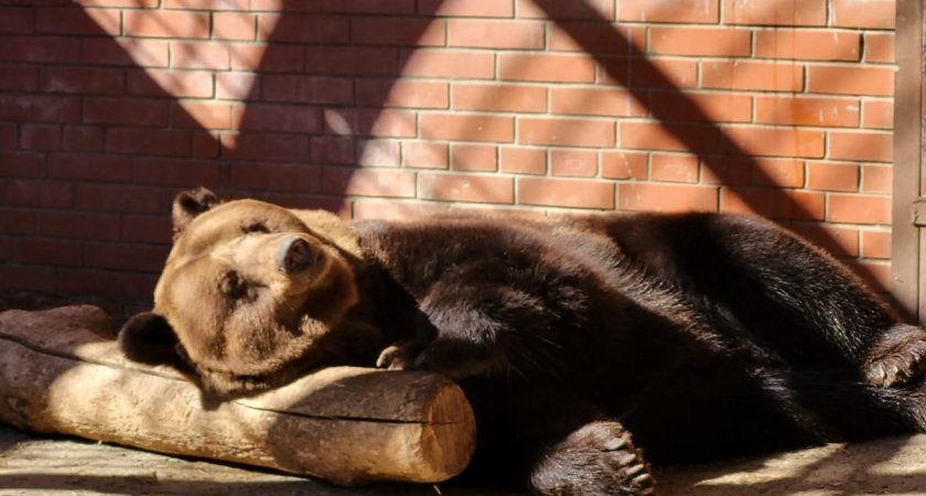 Медведи вышли из спячки в саранском зоопарке