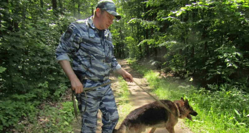 Пропавшего в Мордовии 73-летнего грибника нашли с помощью служебной овчарки