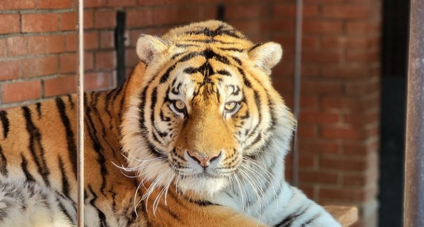 Жителей Саранска приглашают в зоопарк на Международный день тигра