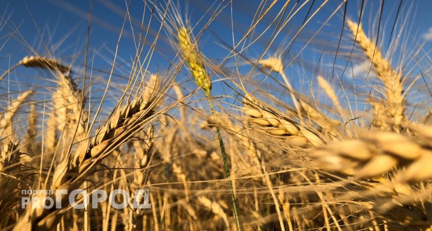119 млн рублей направили на поддержку мордовских производителей зерновых культур