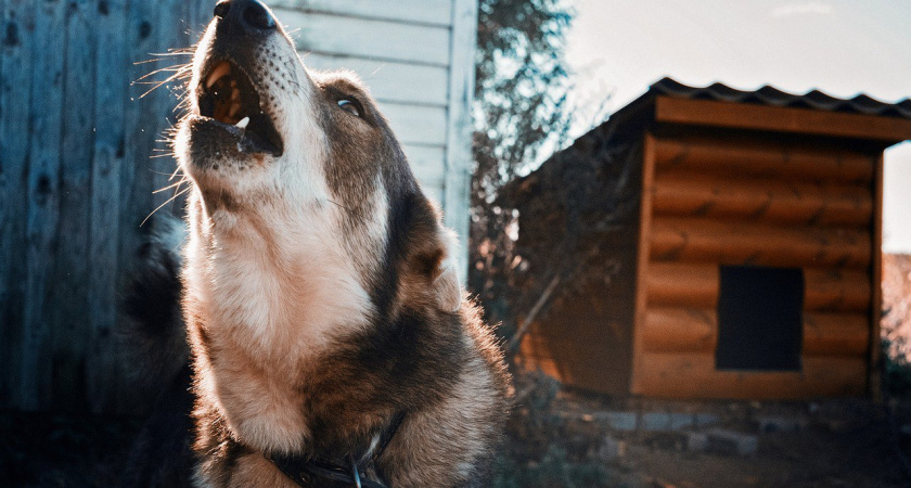 Жители Саранска пожаловались на стаю бродячих собак у детского сада