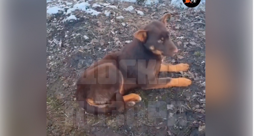 Жители Саранска пожаловались на отравление 10 собак на улице Студенческой