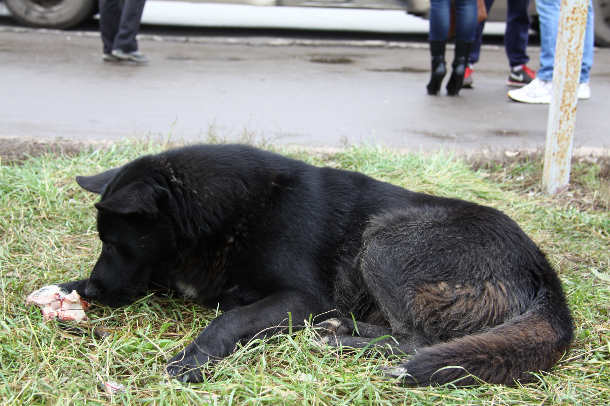 Ветеринар из Саранска: «У изнасилованной собаки могут быть смертельные травмы»