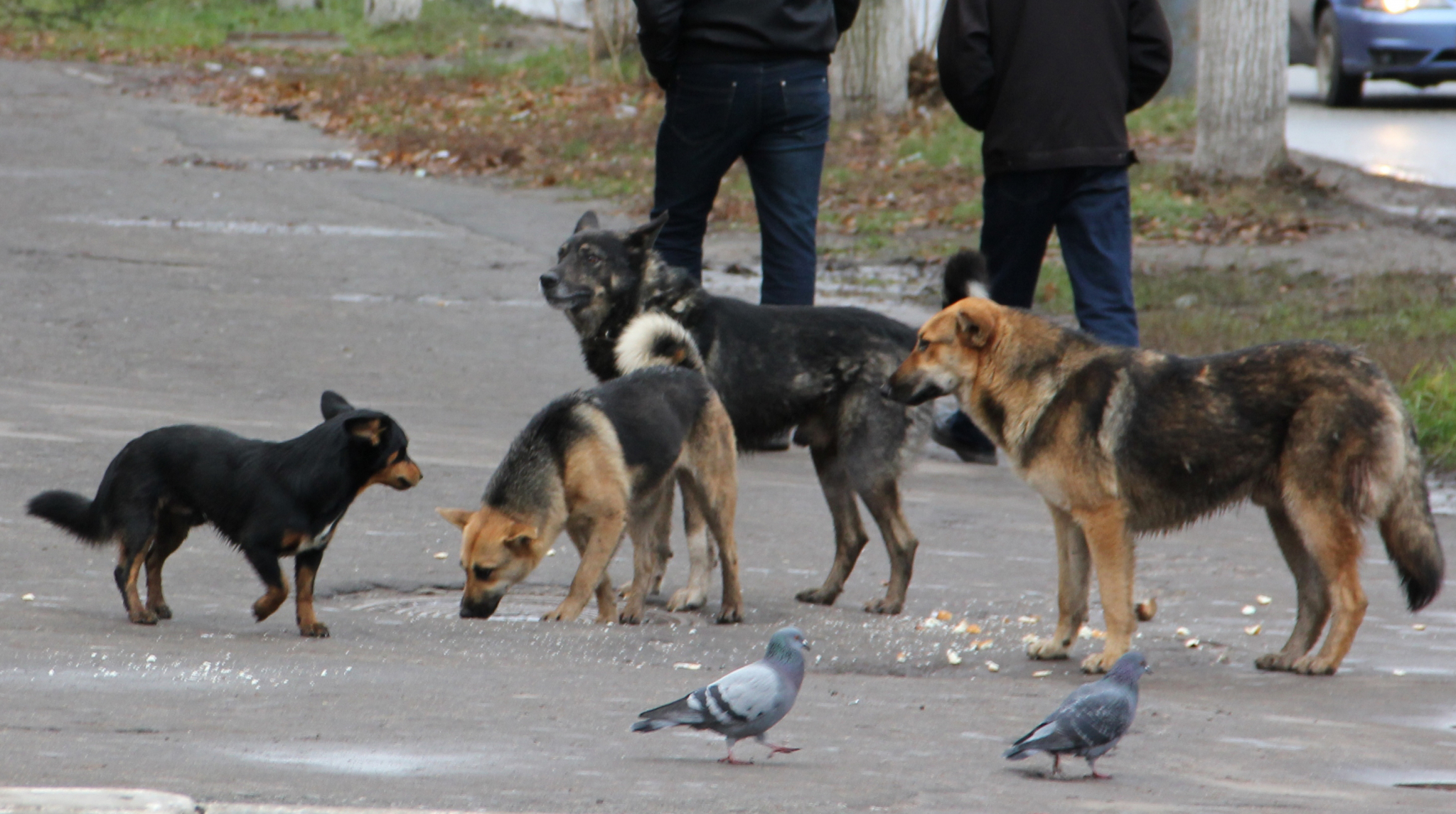 В Мордовии районная администрация подвергла население нападению бродячих собак