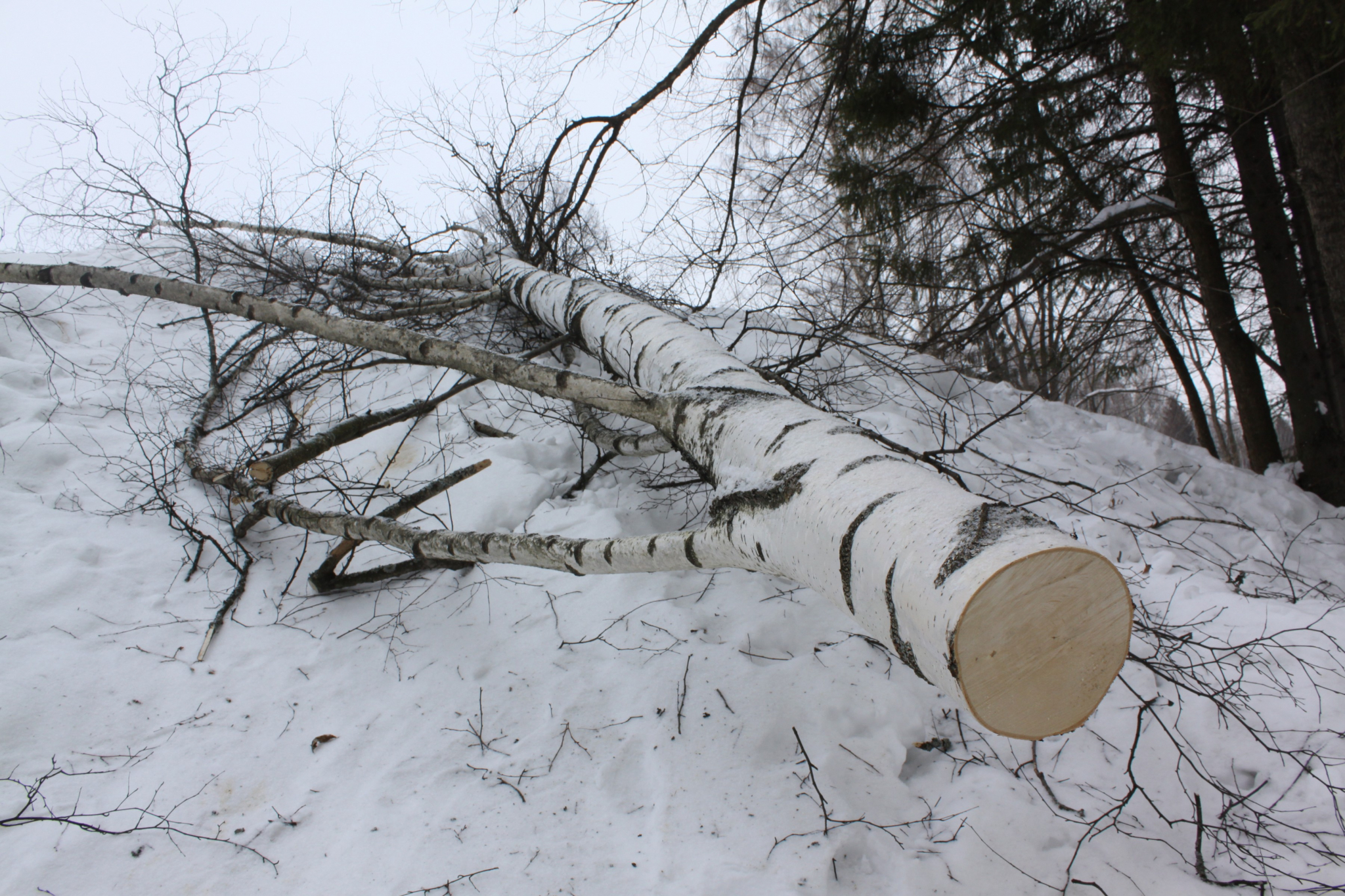 Житель Ульяновской области в Мордовии самовольно рубил деревья