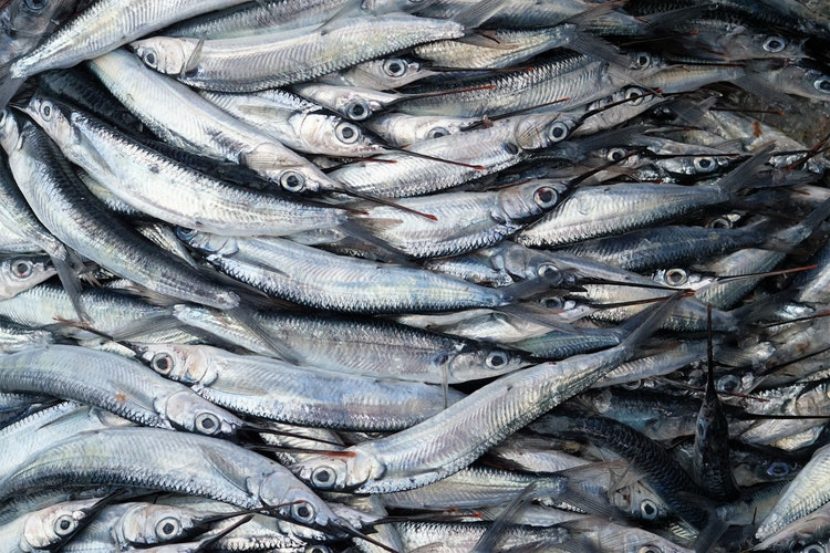 В Мордовии на прилавках магазинов нашли более 70 килограммов некачественной и опасной рыбы