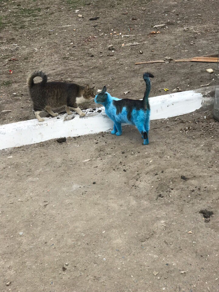 В Саранске живодеры покрасили кота в синий цвет и бросили на улице