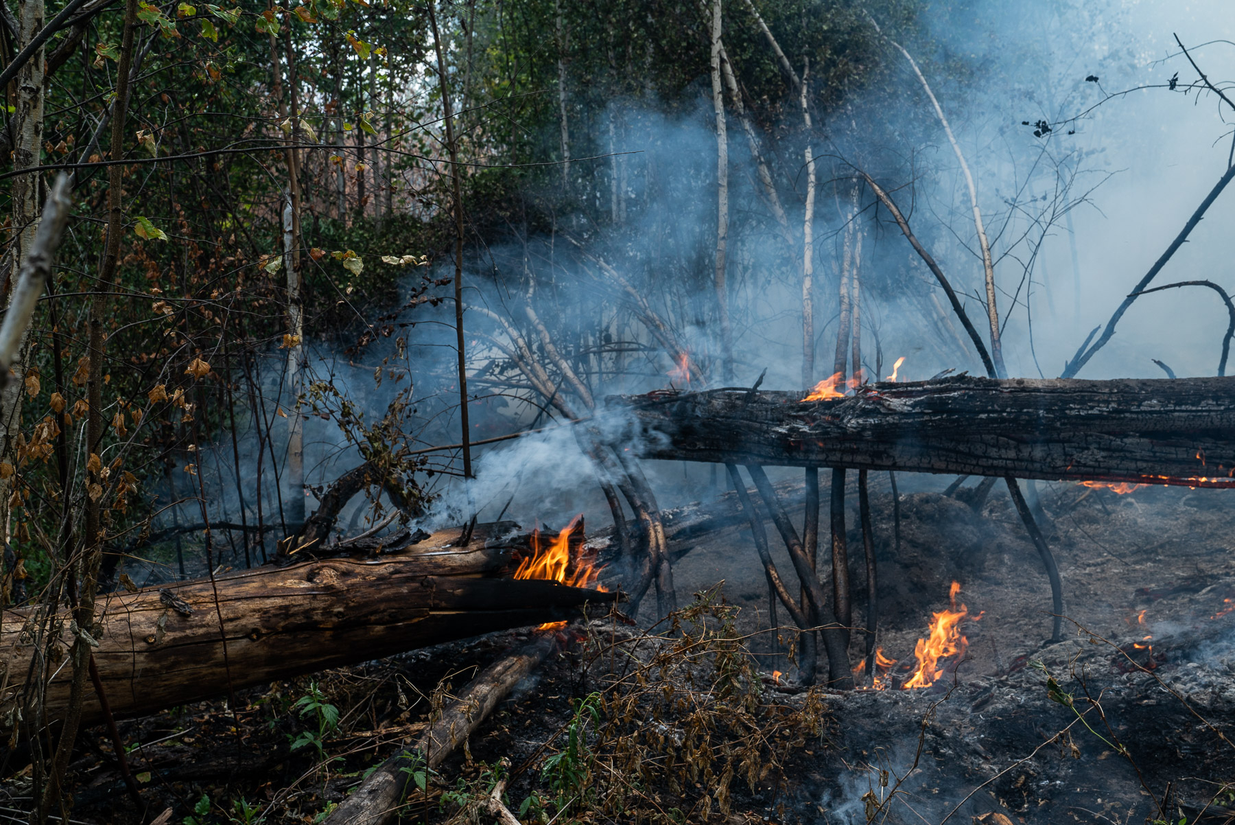 Гринпис помогает Мордовскому заповеднику ликвидировать последствия лесного пожара