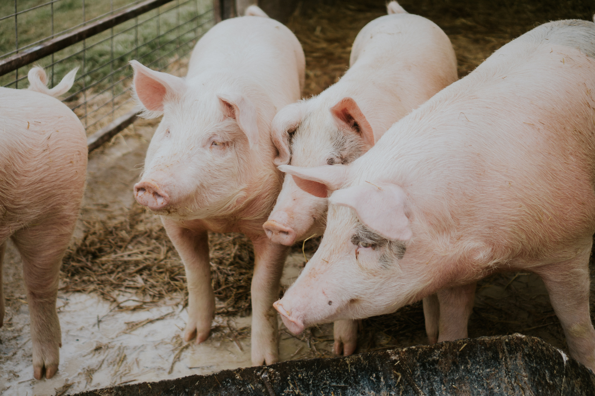 Рядом с Мордовией зафиксировано две вспышки африканской чумы свиней