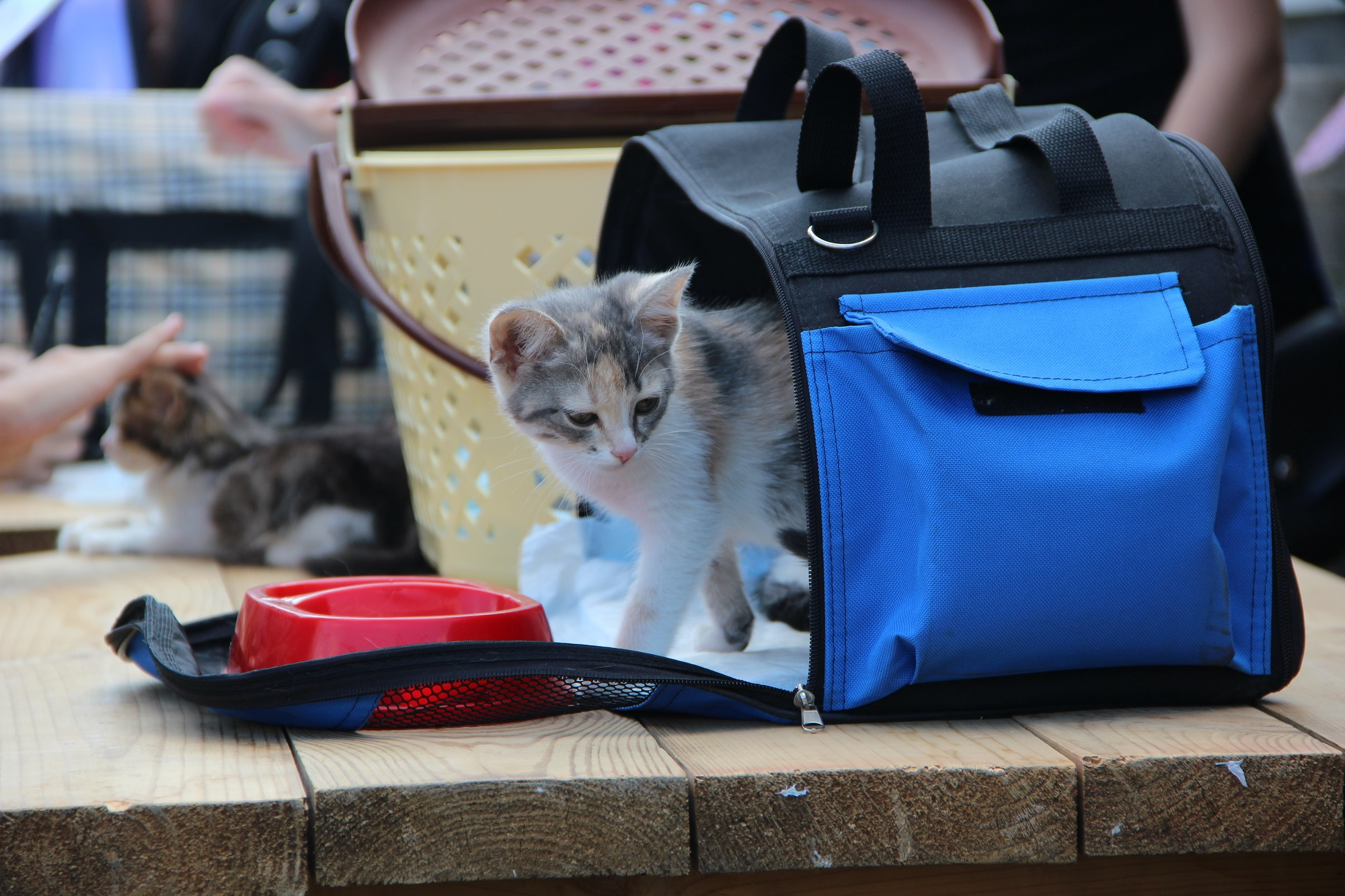Всем на свете нужен дом: в Саранске пройдет акция ко Дню бездомных животных