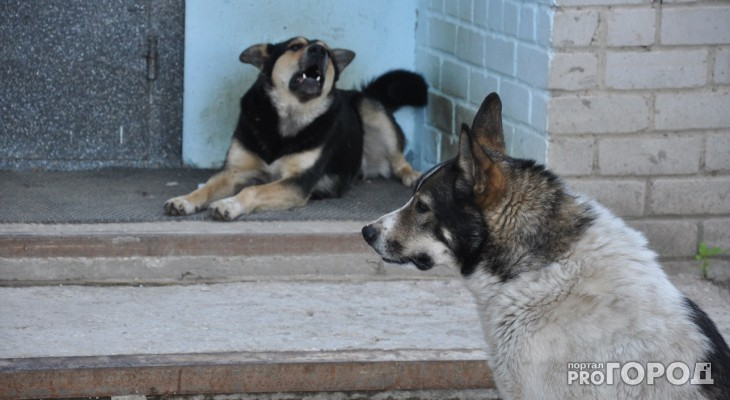 В России хотят разрешить усыплять бездомных собак