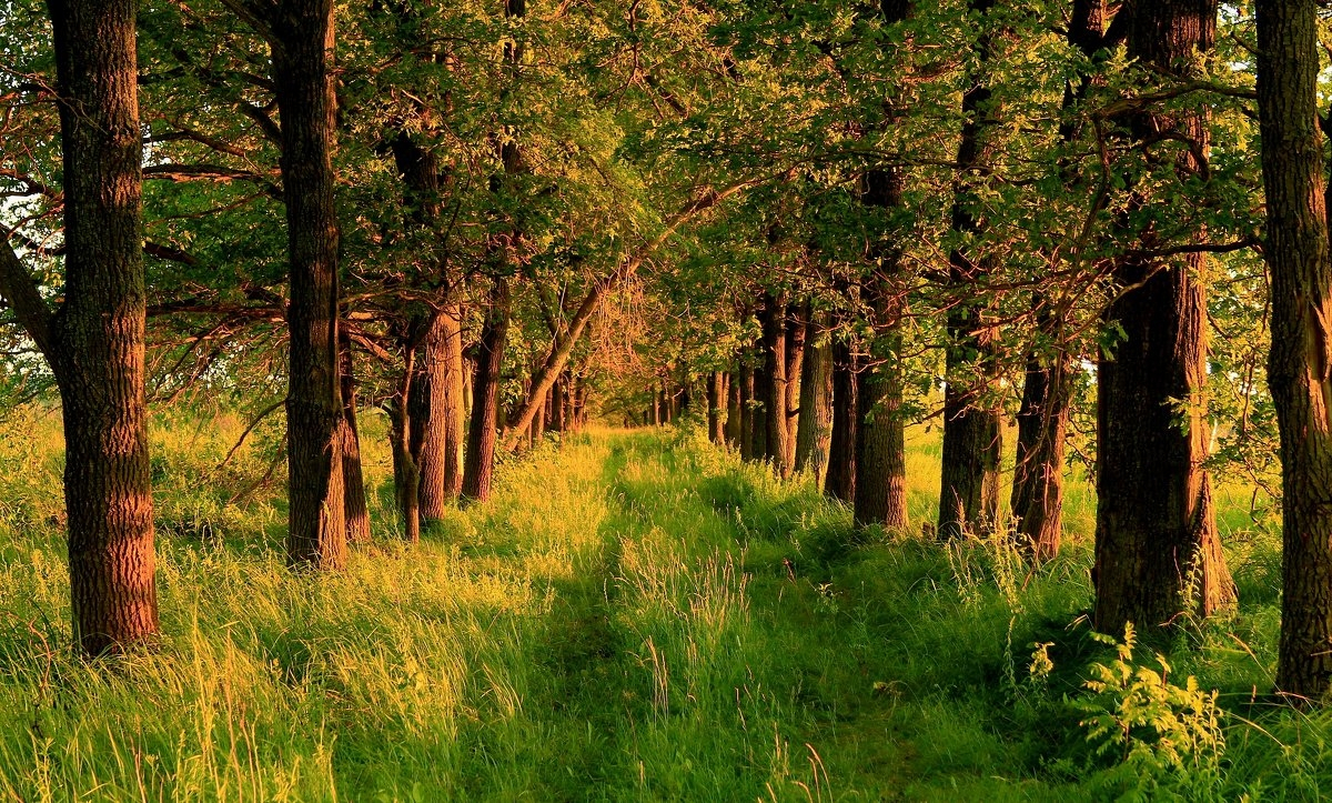 Лесорубами из Мордовии незаконно было спилено деревьев на два млн рублей