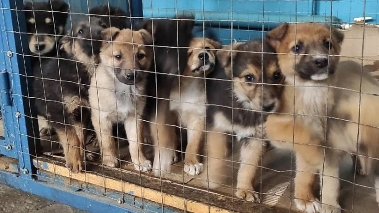 В саранском приюте начали массово заболевать щенки