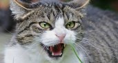 В Мордовии бешенство выявили у двух домашних кошек