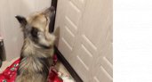 Житель Мордовии отрез хвост соседской собаке