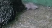 В саранском зоопарке появился на свет редкий белый дикобраз