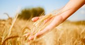 Россельхозбанк назвал перспективные рынки для увеличения экспорта зерновых