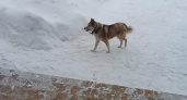 В Лямбирском районе агрессивная собака с ошейником покусала прохожих