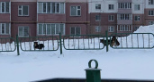 Жители Саранска пожаловались на бродячих собак рядом с детским садом