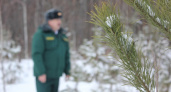 В Мордовии поймали трех лесорубов за новогодние праздники