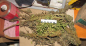 В Мордовии грибника осудили на 3 года условно за хранение марихуаны