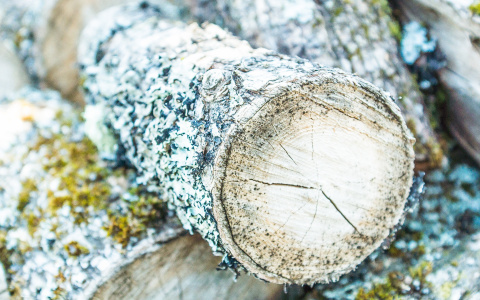 Жителю Мордовии грозит многомиллионный штраф за два срубленных дерева