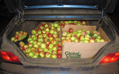 Двое жителей Мордовии украли 403 кг груш и 233 кг яблок