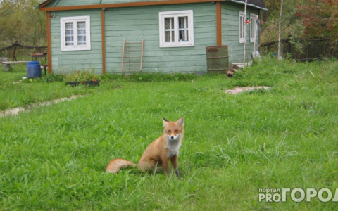 В Мордовии лисы совершают набеги на жилища горожан